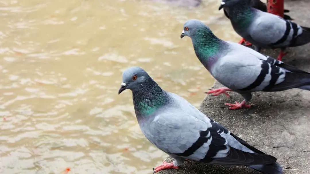 Sinais da presença de pombos em imóveis